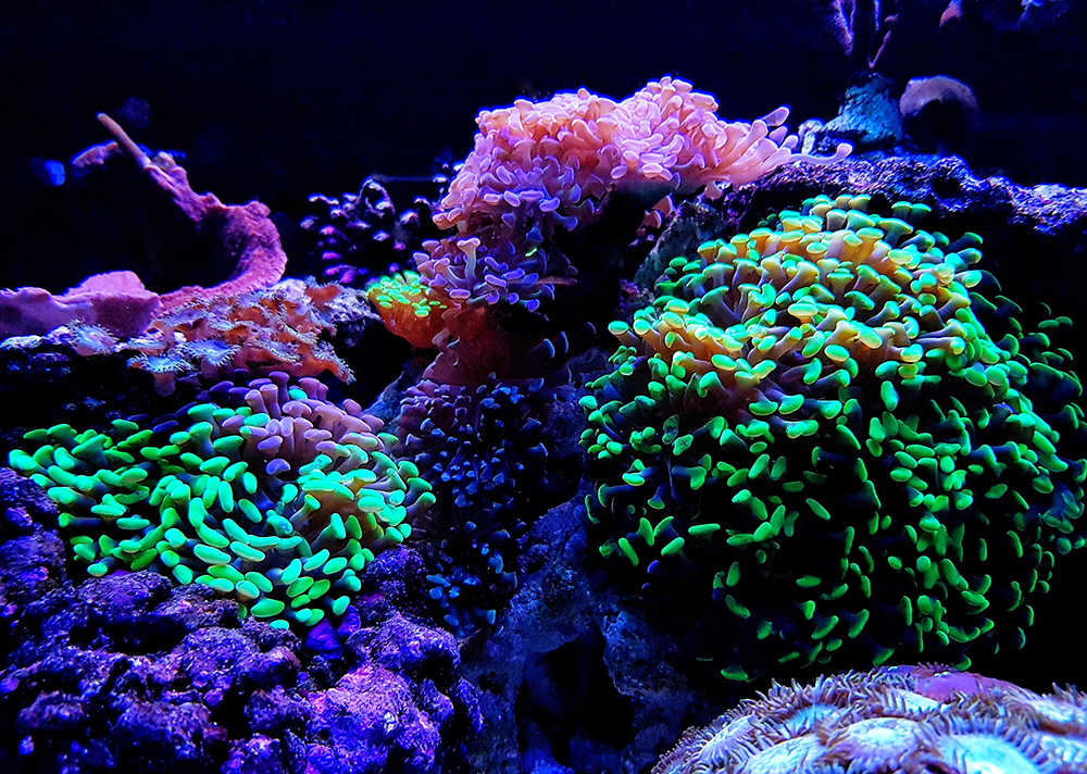 AQUARIUM LIFE SUPPORT SYSTEMS INTRODUCES “AquaLife REEF CAFÉ”
