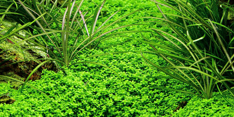 Fish Feeds and Nutrition Primer