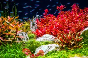 Plant Care & CO2