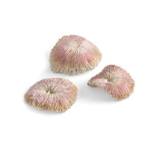 Seychelles Plate Coral Set